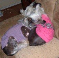 Chinese Crested Connection
